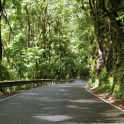 Rainforest Canopy Covering The Road to Hana