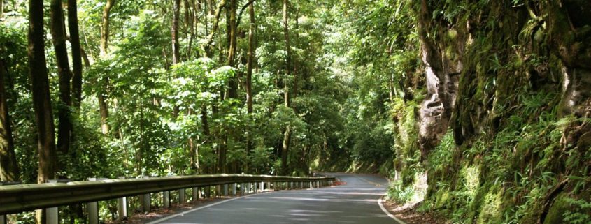 Rainforest Canopy Covering The Road to Hana
