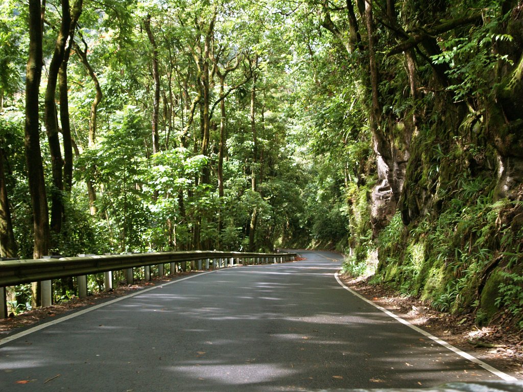 Rainforest Canopy Covering The Road to Hana